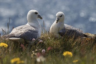 Two Northern fulmars (Fulmarus glacialis) sitting in the grass