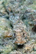 Black Scorpionfish (Scorpaena porcus)