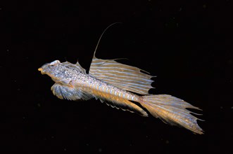 Sailfin Dragonet (Callionymus pusillus)