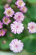 Pink-white Hepatica or Liverwort (Hepatica)