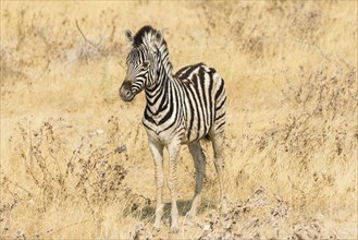 Young Plains Zebra or Burchell's Zebra (Equus quagga burchelli) standing in dry bushland