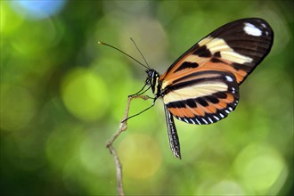 Tropical butterfly