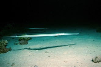 Trumpetfish (Aulostomus chinensis)
