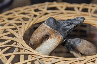 Knob Goose (Anser cygnoides f. domestica) in a basket