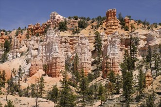 Pines and rock towers of eroded sandstone