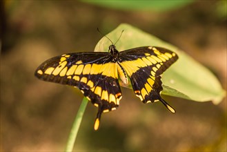 King Swallowtail or Thoas Swallowtail (Papilio thoas)