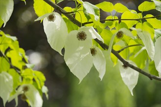 Handkerchief tree (Davidia involucrata) flowers and leaves