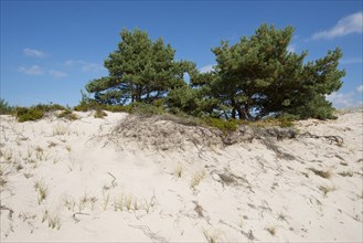 Dunes with Scots Pines (Pinus sylvestris)