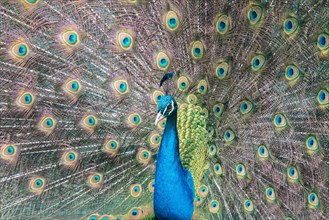 Indian Peafowl or Blue Peafowl (Pavo cristatus)