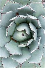 Parra's Agave (Agave parrasana) from above