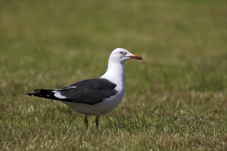 Lesser Black-backed Gull (Larus fuscus) perched on the grass