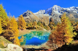 Lac Bleu with autumnal larch trees in Val d'Arolla