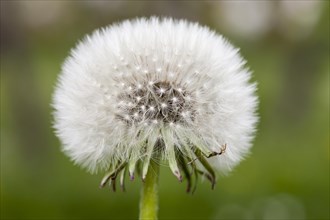Dandelion