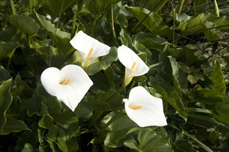 Calla lilly (Zantedeschia aethiopica)