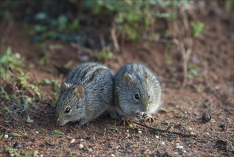 Two Four-striped grass mice (Rhabdomys pumilio)