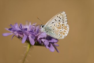 Adonis Blue (Polyommatus bellargus