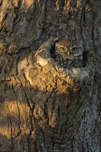 Little owl (Athene noctua) looks out of knot hole in tree