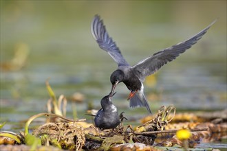 Black tern (Chlidonias niger)
