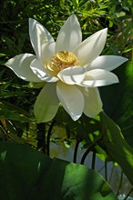 White Lotus Flower (Nelumbo sp.)