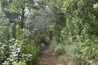 Hiking trail in Los Tilos Biosphere Reserve laurel forest near Los Sauces