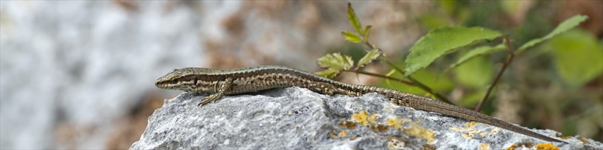 Horvath's Rock Lizard (Iberolacerta horvathi)