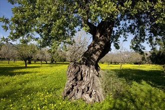 Evergreen Oak (Quercus ilex) on flowering clover meadow