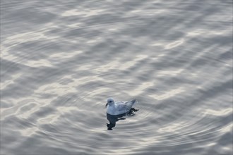 Northern Fulmar (Fulmarus glacialis) in the sea