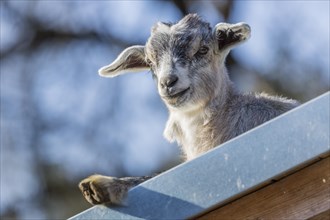 Domestic Goat (Capra hircus aegagrus)