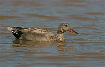 Gadwall (Anas strepera)