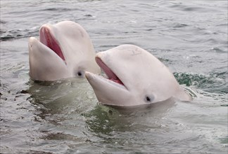 Two Beluga Whales or White Whales (Delphinapterus leucas)