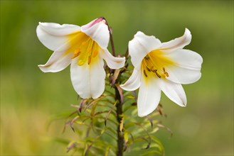 Regal Lily (Lilium regale)