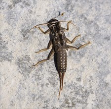 Exuvie of stonefly (Plecoptera) on stone on riverbank