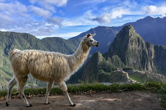 Llama (Lama glama) in front of Machu Picchu