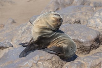 Young Brown Fur Seal or Cape Fur Seal (Arctocephalus pusillus) sitting on a rock