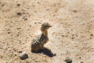 Quail (Coturnix coturnix) chick sitting on gravel road