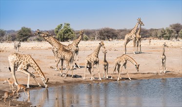 Giraffse (Giraffa camelopardalis) and Impalas (Aepyceros melampus petersi) at the Chudob waterhole