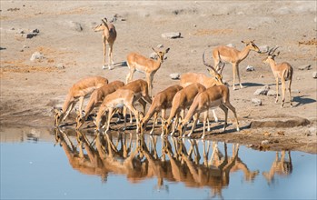 Herd of Black-faced Impalas (Aepyceros melampus petersi) drinking