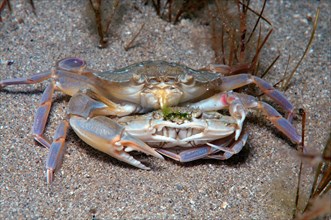 Swimming Crab species (Macropipus holsatus)