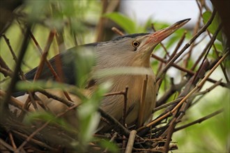 Little Bittern (Ixobrychus minutus)