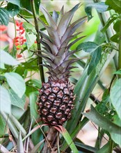Pineapple plant with fruit (Ananas comosus)