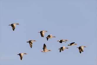 Greylag geese (Anser anser)