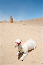 Young white Camel (Camelus dromedarius) lying in the sand