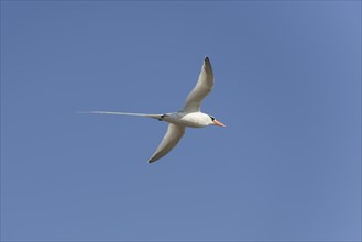 Red-billed Tropicbird or Boatswain Bird (Phaeton aethereus) in flight