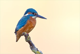 Kingfisher (Alcedo atthis) on a branch