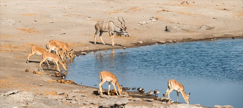 Herd of Black-faced Impalas (Aepyceros melampus petersi) and greater kudu (Tragelaphus strepsiceros) drinking