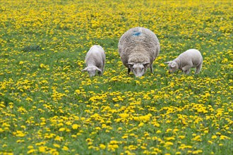 Sheep (Ovis orientalis aries) with two lambs feeding in dandelion meadow