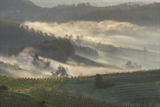 Fog and farmhouses in the first morning light