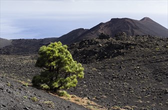 A sole Canary Island Pine (Pinus canariensis) growing in the volcanic landscape