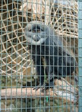 L'Hoest's Monkey or Mountain Monkey (Cercopithecus lhoesti)