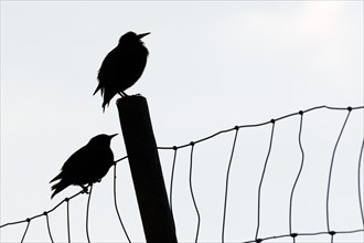 Faroe Starlings (Sturnus vulgaris faroensis) perched a fence